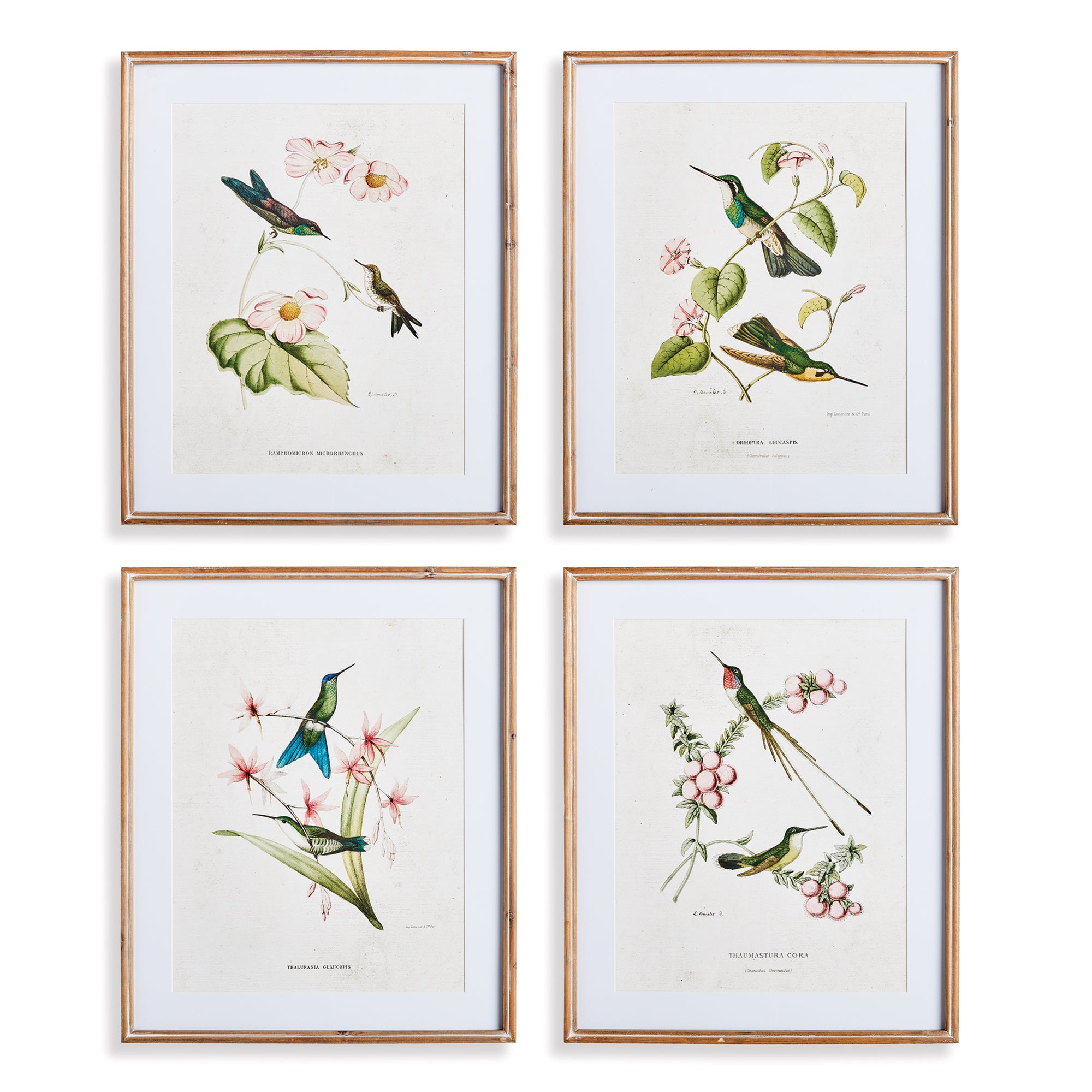 Hummingbirds with Blush Blooms, Set of 4