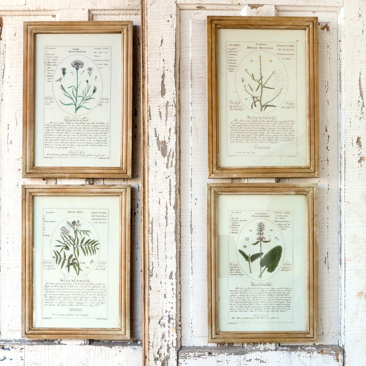 Botanical Framed Prints (Set of 4)